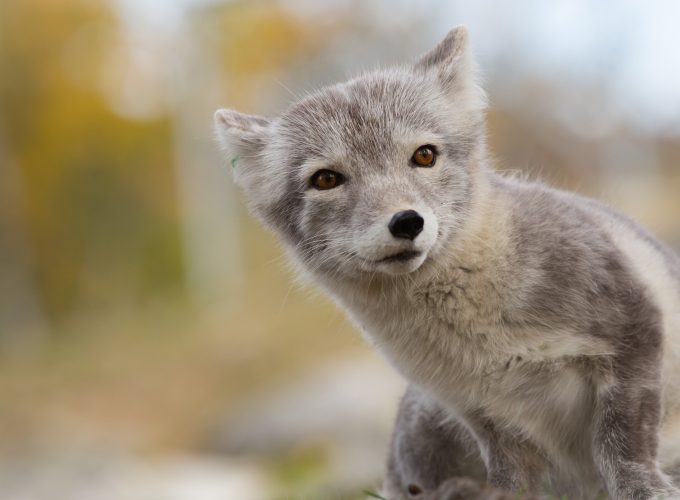 Wallpaper Arctic fox, Northern Hemisphere, animal, Animals 111344494